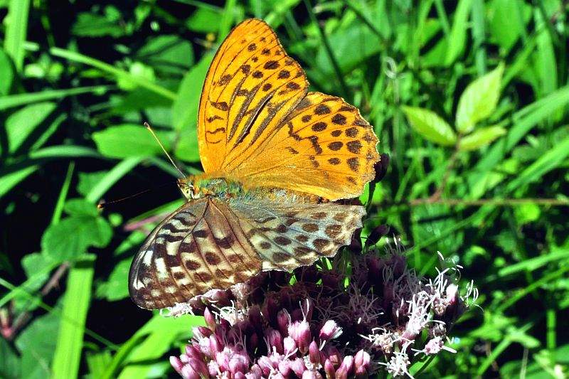 Argynnis paphia (bilateral gynandromorph, live, DSC_4718, Kienberg, Austria) (Internet Image property of respective owner, non-commercial use only)